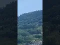 Download Lagu Atac urs respins de Câinii ciobanesti ai lui Mihăiță Diaconescu.
