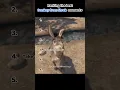Ranking the best Donkey moments in Shrek