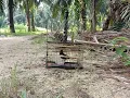 Suara Burung Murai Kampung...Denak/Pikat Murai Kampung Si.Bentong