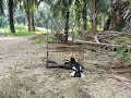 Download Lagu Suara Burung Murai Kampung...Denak/Pikat Murai Kampung Si.Bentong