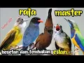 Download Lagu RAJA MASTER || BESETAN DAN TEMBAKAN EDAN || cungkok ,cililin ,kapas tembak ,Tengkek Buto ,c,jenggot