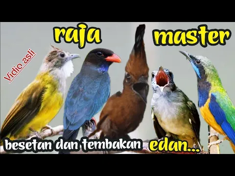 Download MP3 RAJA MASTER || BESETAN DAN TEMBAKAN EDAN || cungkok ,cililin ,kapas tembak ,Tengkek Buto ,c,jenggot