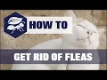Download Lagu How To Get Rid Of Fleas