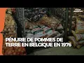 Lagu Pénurie de pommes de terre en Belgique en 1976 - RTBF archives