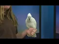 Meet a cockatoo from the zoo