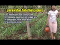Lagu bagaimana cara pemupukan jagung yang benar