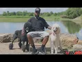 Is The Standard Poodle The Right Dog For YOU