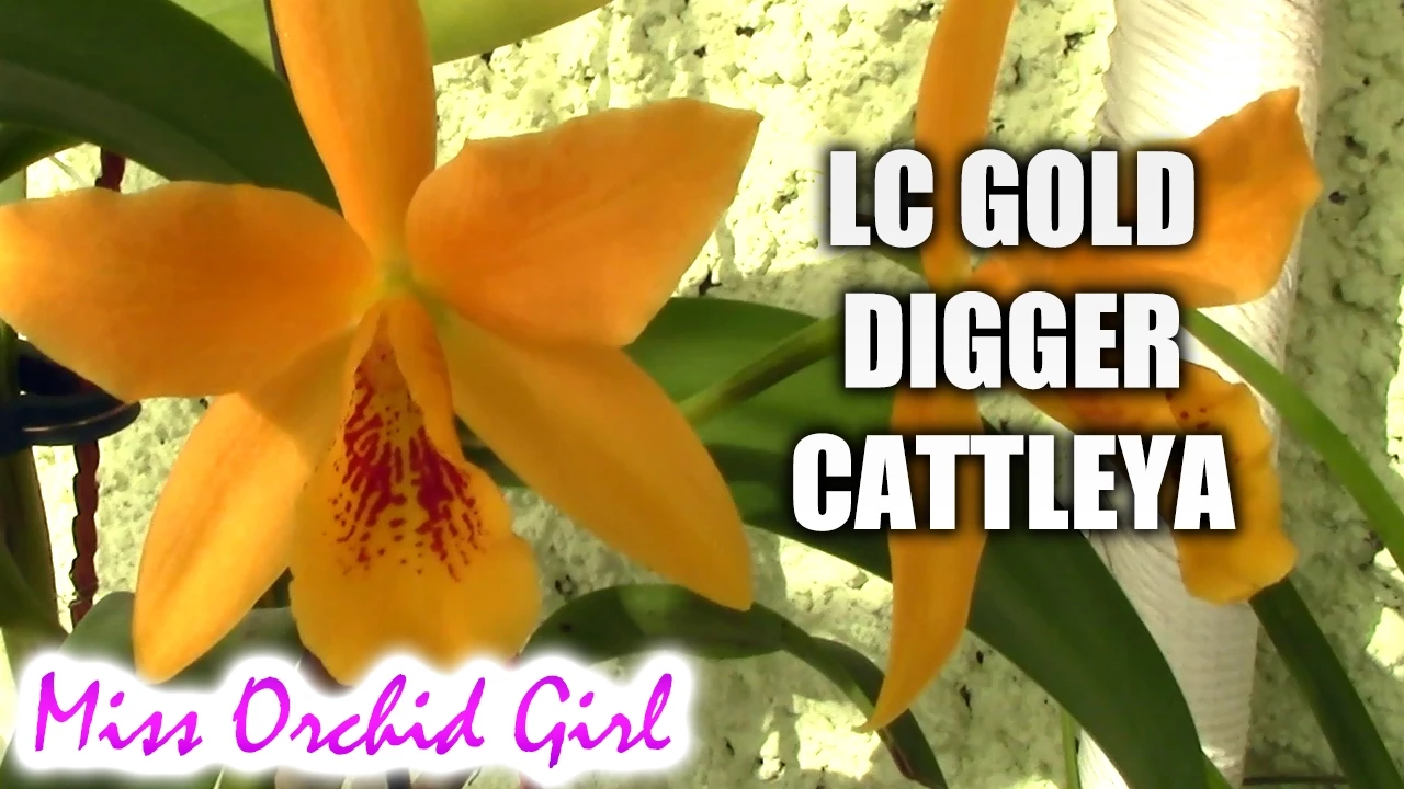 LC GOLD DIGGER THE VITAMIN CATTLEYA ORCHID