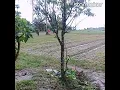 Download Lagu Ulay lay lay