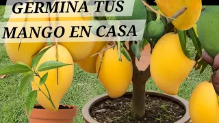 YA NO ESPERES AÑOS PARA TENER MANGO APRENDE A GERMINARLO MUY FACIL
