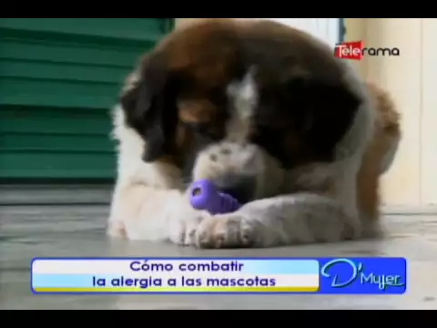Cómo combatir la alergia a las mascotas