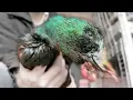 Can a duck survive without his beak