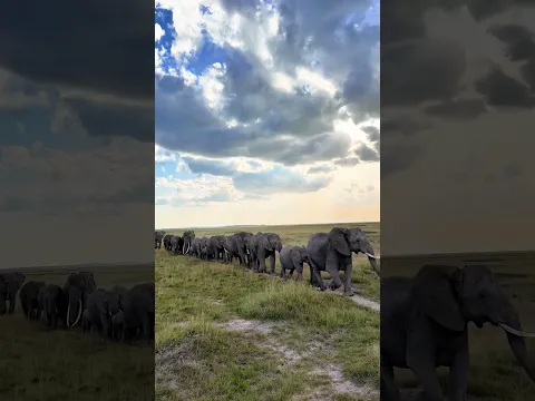Amazing Elephant Herd Greeting Us  震撼！象群迎面而来 仿佛挥手致意 #animals 【跟着图尔去旅行】