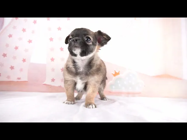 動画