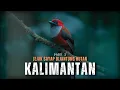 Download Lagu Kalimantan: Surga Burung Endemik yang Terancam Kepunahan