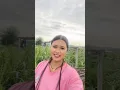 Download Lagu dinai vari ghamai raja sajha khatena #viralvideo nepali song