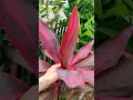 Download Lagu Tumbuhan herbal, daun hanjuang#berkebun #tanamanobatkeluarga