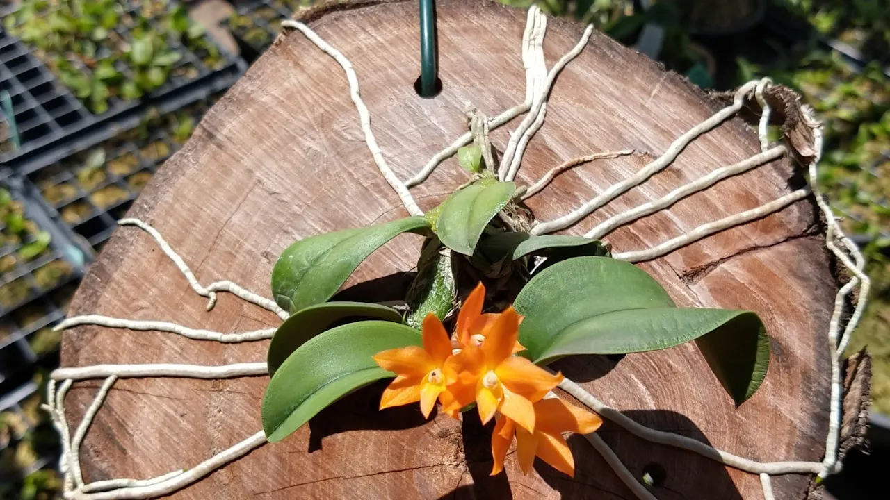 CULTIVO DE ORQUÍDEAS RESULTADOS