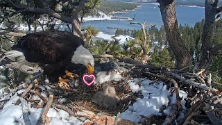 Jackie picks up baby remains and flies off with them Big Bear Eagles 15 36 2025-03-16