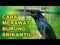 Download Lagu Tutorial / Cara Merawat Harian Burung Srikantil / Srigunting Batu agar tetap sehat dan gacor