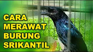 Download Tutorial / Cara Merawat Harian Burung Srikantil / Srigunting Batu agar tetap sehat dan gacor MP3