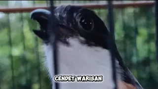 masteran cendet tengkek buto 3 versi mudah masuk dan mudah di tiru 