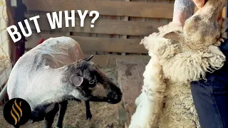 He Needs To Know Why I'm Shearing His Bro