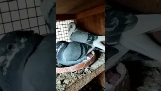 من حمام الهاوي السعودي بدر البناي عضو مركز القطيف لسباق الحمام الزاجل 