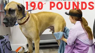 close quarters with a growling great dane