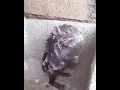 Download Lagu TIKUS MANDI PAKE SABUN...!!!