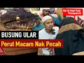 Download Lagu Ular Patuk Perut Wanita Ini Jadi Busung / Saka Keturunan Raja Hadir