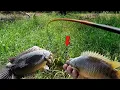 Download Lagu Pemancing ikan betok ini kewalahan saat strike di spot potensial #mancingliar