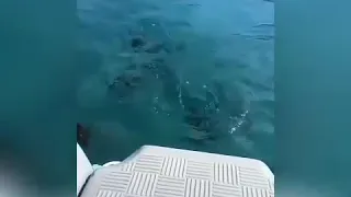 الفيديو الحقيقي لظهور الحوت الازرق  امام الكاميرا صوت وصورة      دندنها