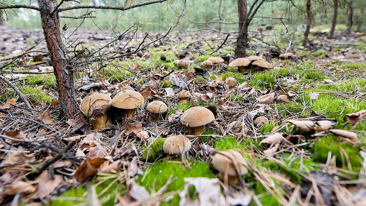 Maślak pstry (Suillus variegatus)