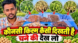 चने की कौनसी किस्म लगाना चाहिए किसमे क्या खासियत chane ki kheti Jg 18 Jg 52