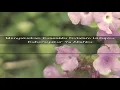Download Lagu Melewati Badai Lirik Lagu Rohani