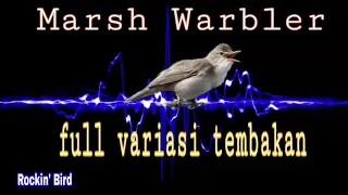 Download Suara Burung Masteran Marsh Warbler Full Variasi Tembakan MP3