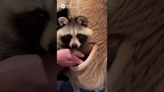 حلوى أم خدعة الكنغر مع الراكون في جرابه سورا 2 آي 