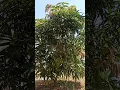 Download Lagu Amba pikato ras galato#mango#tree#nature#viral#shorts🥭🥭🥭