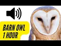 Lagu Barn Owl Sounds | 1 HOUR | CREEPY Calling Screeching Screaming 🦉 #barnowl