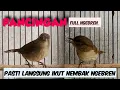Download Lagu PANCINGAN BURUNG FLAMBOYAN WERGAN JAWA FULL NGEBREN TANPA NYIUL @Agiel_KICAU