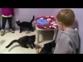 Petfinder Adoption 101 Cats