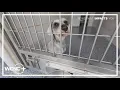 Charlotte-Mecklenburg Animal Care Control needs help after seeing influx of cats and dogs