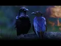 Download Lagu Odin's Ravens - Huginn \u0026 Muninn | Powerful Epic Viking Music by Valhalla Drums