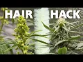 How to Identify Male and Female Cannabis Plants