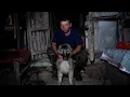 Download Lagu Oituza, o femelă de ciobănesc CARPATIN | URSUL a scos calul prin șatră | Întâmplări ciobănești Ep.7