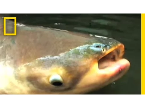 Mekong Giant Catfish | National Geographic