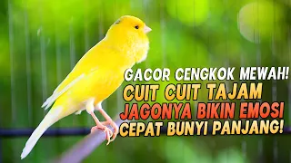 Download PANCINGAN Kenari GACOR PANJANG Cuit CUIT EMOSI ini AMPUH utk MASTERAN Kenari PAUD belajar BUNYI |39 MP3