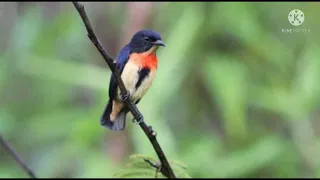 mp3 pikat burcil ampuh kombinasi kutilang ribut