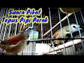 Download Lagu Suara Ampuh Untuk Memikat Burung Tepus Pipi Perak ||| Suara Pikat